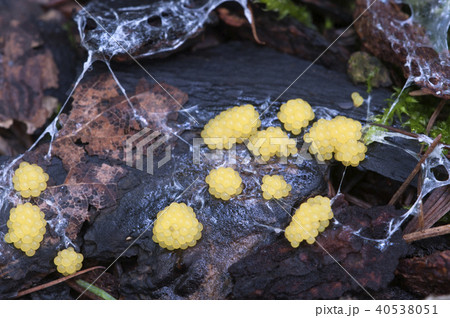 Ceratiomyxa fruticulosa 40538051