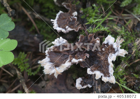 Thelephora penicillata 40538072