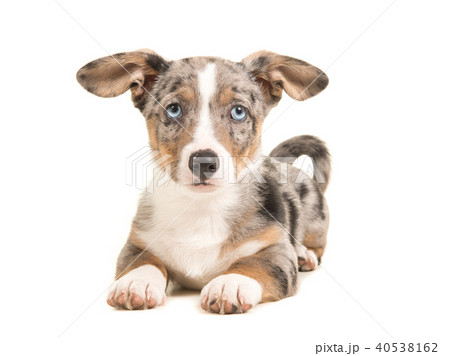 Cute blue merle welsh corgi puppy with blue eyes 40538162