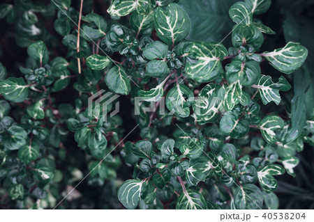 Dark faded green leaves pattern background 40538204
