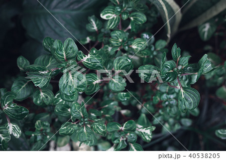 Dark faded green leaves pattern background Dark faded green leaves pattern background 40538205