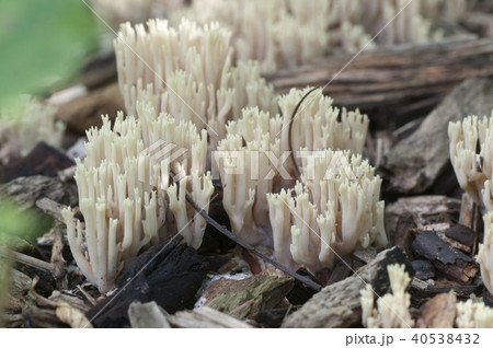 Ramaria stricta 40538432