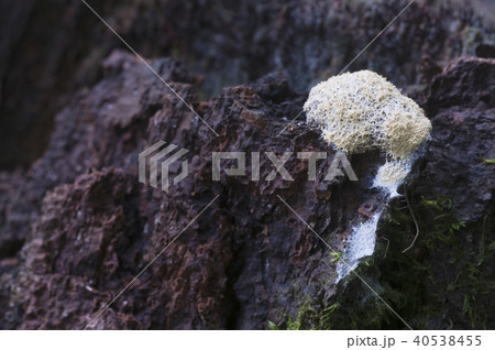 Ceratiomyxa fruticulosa 40538455