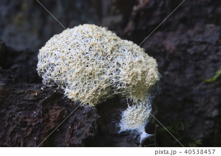 Ceratiomyxa fruticulosa 40538457