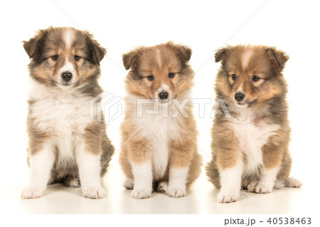 Litter of three shetland sheepdog puppy dogs 40538463
