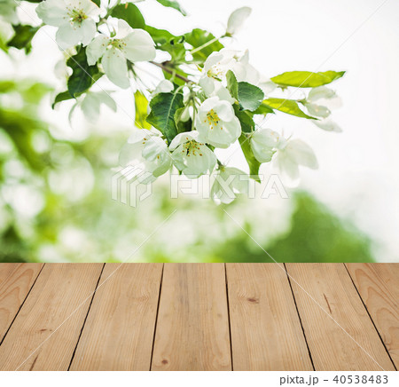Spring Nature Background with White Flowers Spring Nature Background with White Flowers 40538483
