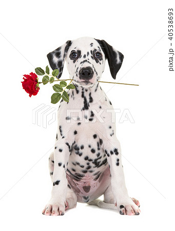 Sitting dalmatian puppy dog with rose 40538693