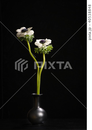 Still life with two blooming white anemone flowers Still life with two blooming white anemone flowers 40538848