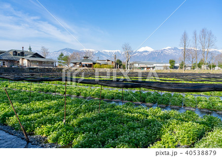 大王わさび農場　長野県安曇野市 40538879