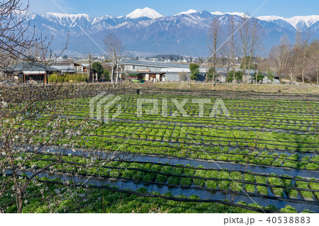 大王わさび農場　長野県安曇野市 40538883