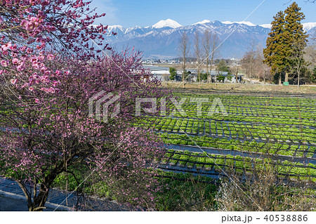 大王わさび農場　長野県安曇野市 40538886