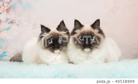 Twins rag doll cats lying next to each other Twins rag doll cats lying next to each other 40538909