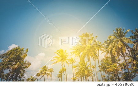 sunshine and palm trees - palm tree and blue sky b 40539030