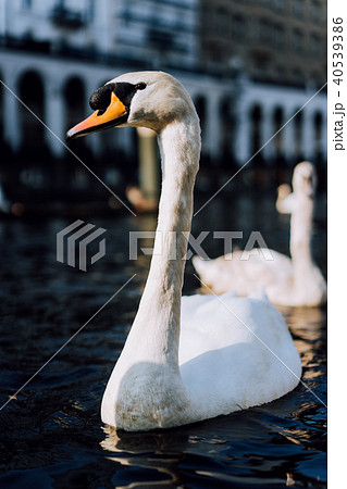 Close up of beautiful white swan swimming on Alster river canal near city hall in Hamburg 40539386