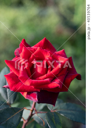 早朝の赤いばら「バルカロール」の花のアップ 早朝の赤いばら「バルカロール」の花のアップ 40539764