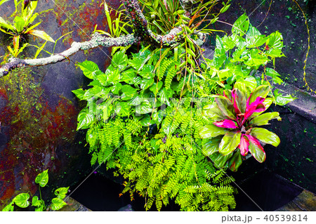 Tropical plants at mossy wall Tropical plants at mossy wall 40539814