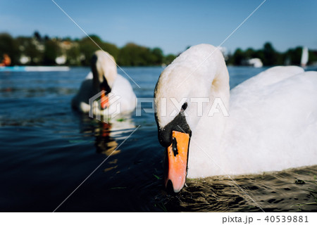 Couple of cute white grace swan on the Alster lake on a sunny day in Hamburg Couple of cute white grace swan on the Alster lake on a sunny day in Hamburg 40539881