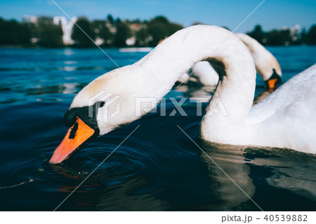 Close up of cute white grace swan on the Alster lake on a sunny day in Hamburg 40539882