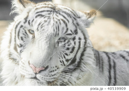 東武動物公園 ホワイトタイガー の写真素材 [40539909] - PIXTA