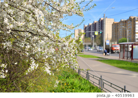 Blossoming apple tree on a city street. 40539963