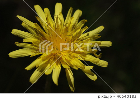 自然 植物 カンサイタンポポ 西日本の在来種 頭花は小さめ 花の数も少ない感じですの写真素材