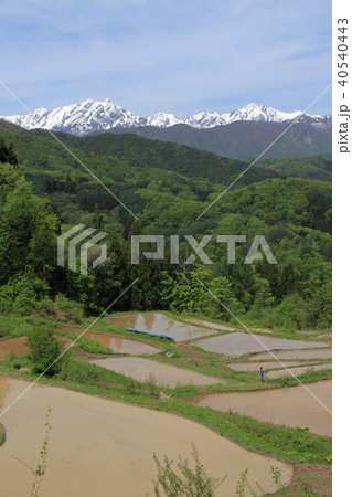 田植え前の棚田から望む北アルプス後立山連峰 40540443
