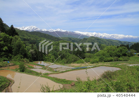 田植え前の棚田から望む北アルプス後立山連峰 40540444