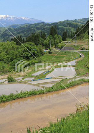 大町市美麻の棚田 40540445