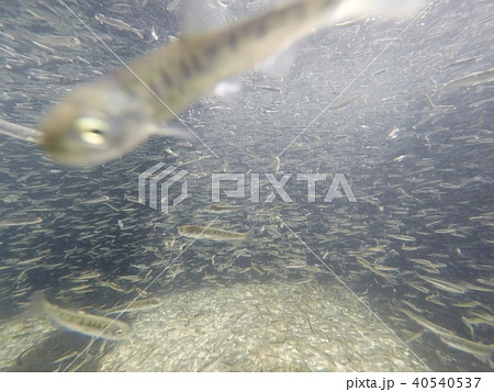 さけの稚魚（群泳） 40540537