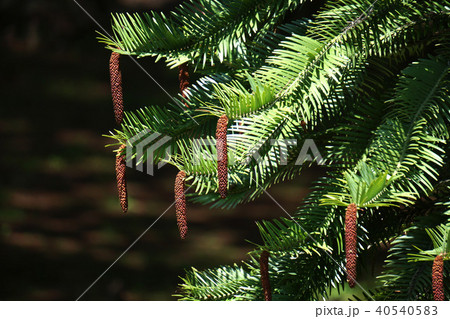 ウォレマイ・パイン 40540583