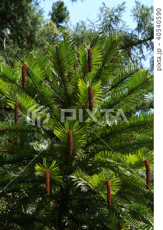 ウォレマイ・パイン ウォレマイ・パイン 40540590