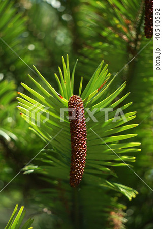 ウォレマイ・パイン 40540592