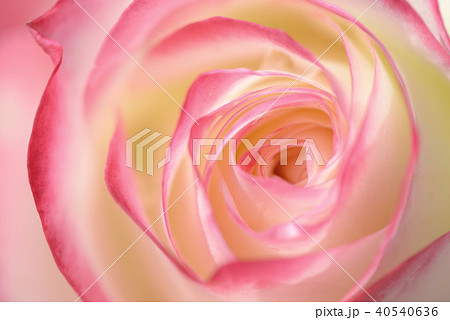薔薇のクローズアップの写真素材