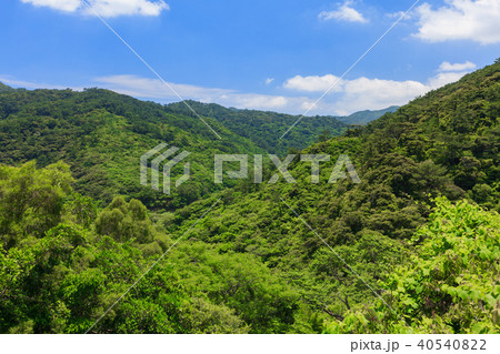 やんばる　やんばる国立公園　ヤンバル　森 40540822