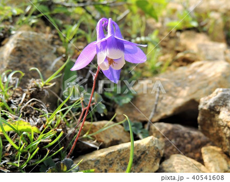 北海道アポイ岳の高山植物11の写真素材