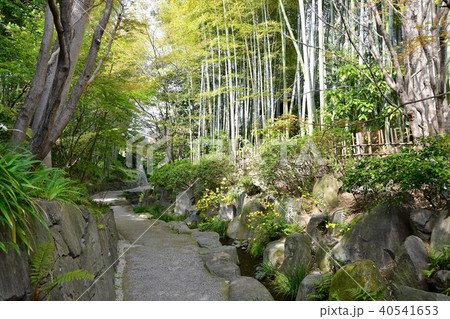 丈山苑 青もみじ 丈山苑 青もみじ 40541653