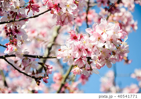 ブルーミング 開花 咲く 40541771
