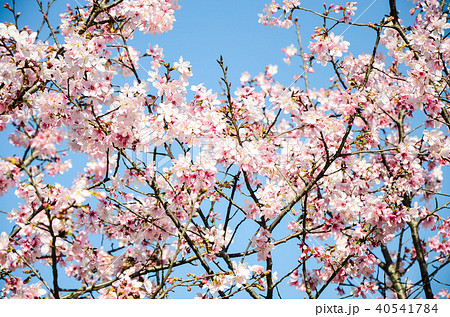 ブルーミング 開花 咲く 40541784