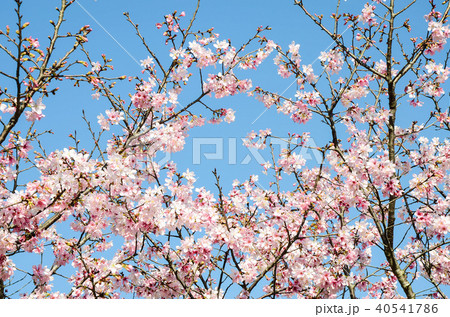 ブルーミング 開花 咲く 40541786