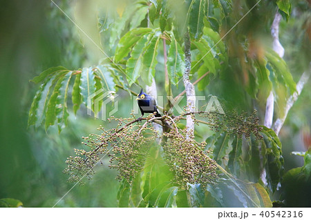 アポオオサマムクドリ アポオオサマムクドリ 40542316