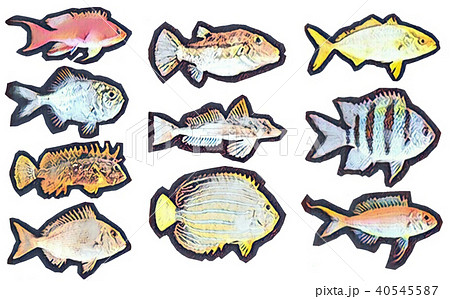 魚・魚類 40545587