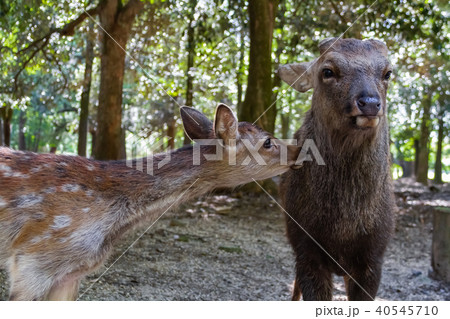 しか しか 40545710