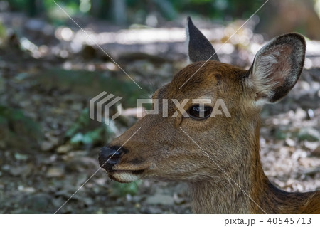 しか しか 40545713