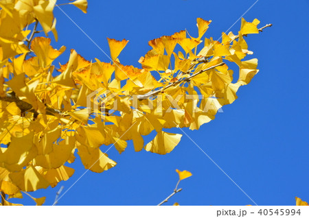 青空・イチョウの葉(秩父ミューズパーク/埼玉県秩父市) 青空・イチョウの葉(秩父ミューズパーク/埼玉県秩父市) 40545994