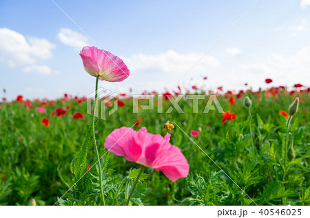ピンクのポピーと蜂 ポピー畑と青空の背景 A 前ボケの写真素材
