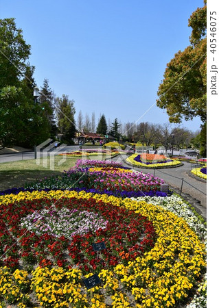 花時計 花園 花畑 花時計 花園 花畑 40546075