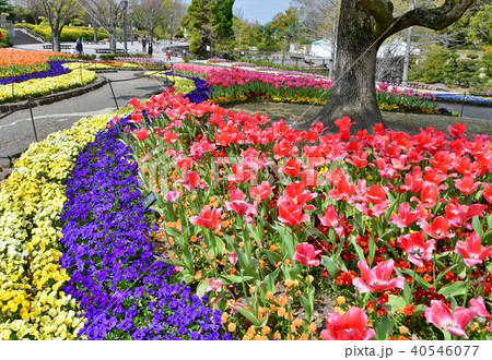 花時計 花園 花畑の写真素材 [40546077] - PIXTA