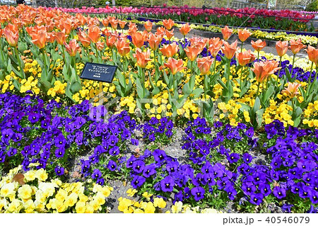 花時計　花園　花畑 40546079