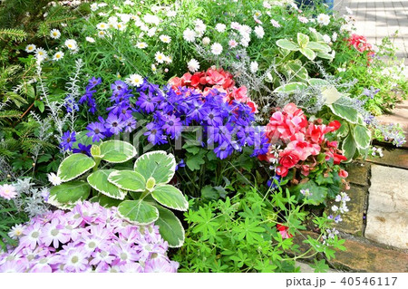 花時計 花園 花畑 花時計 花園 花畑 40546117