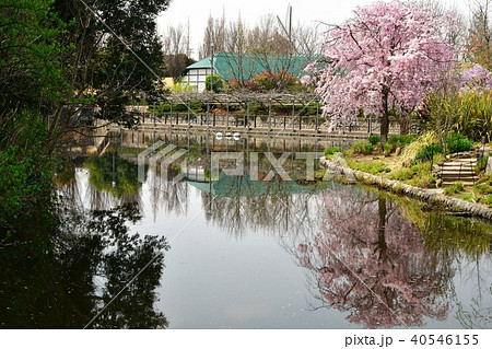 花時計　花園　花畑 40546155